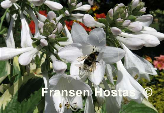 Hosta Fragrant FH Collection 2024